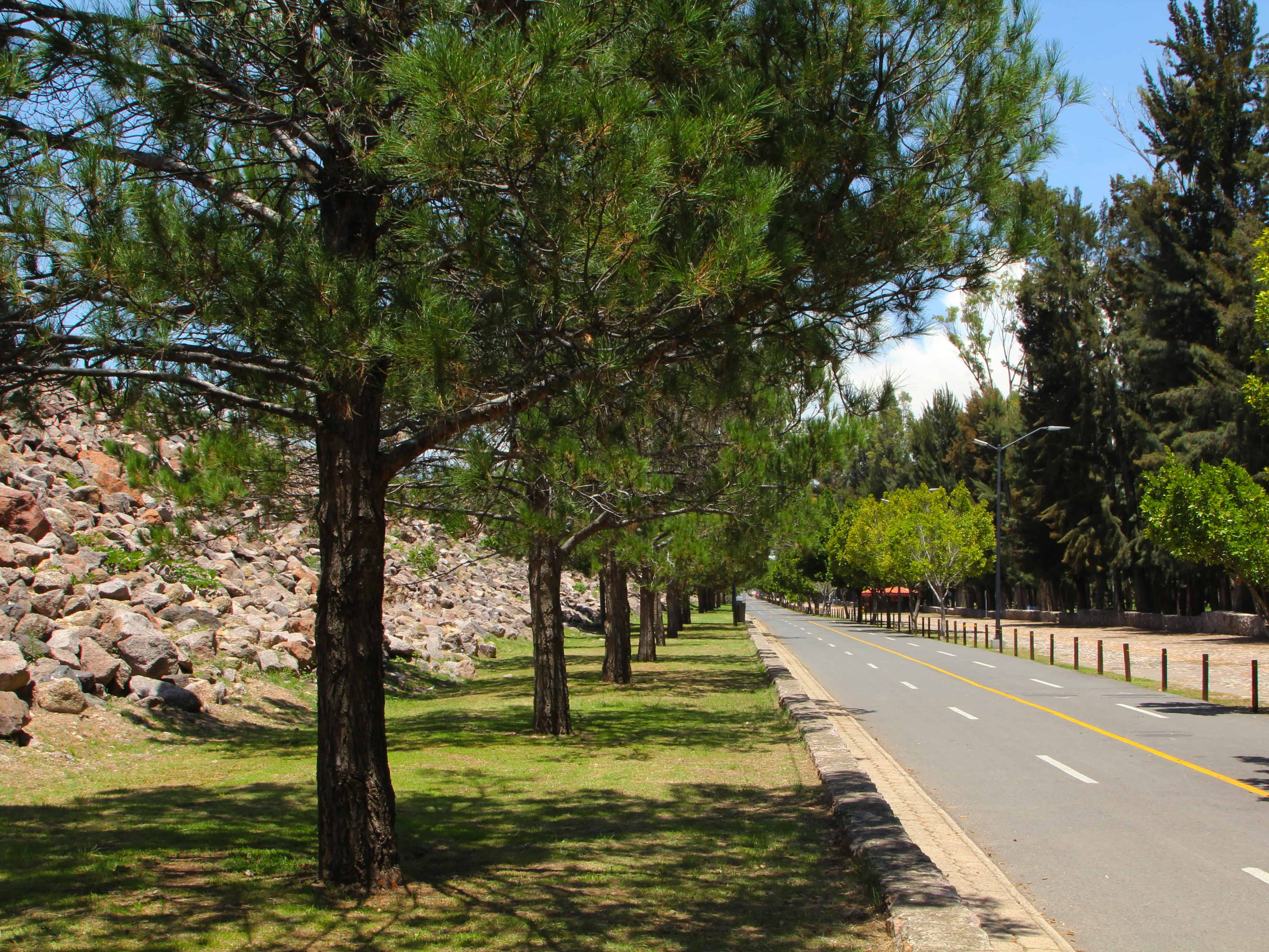 Árboles alineados en una calle de León, Guanajuato, con paisaje urbano y naturaleza, ideal para turismo y paseos en la ciudad.