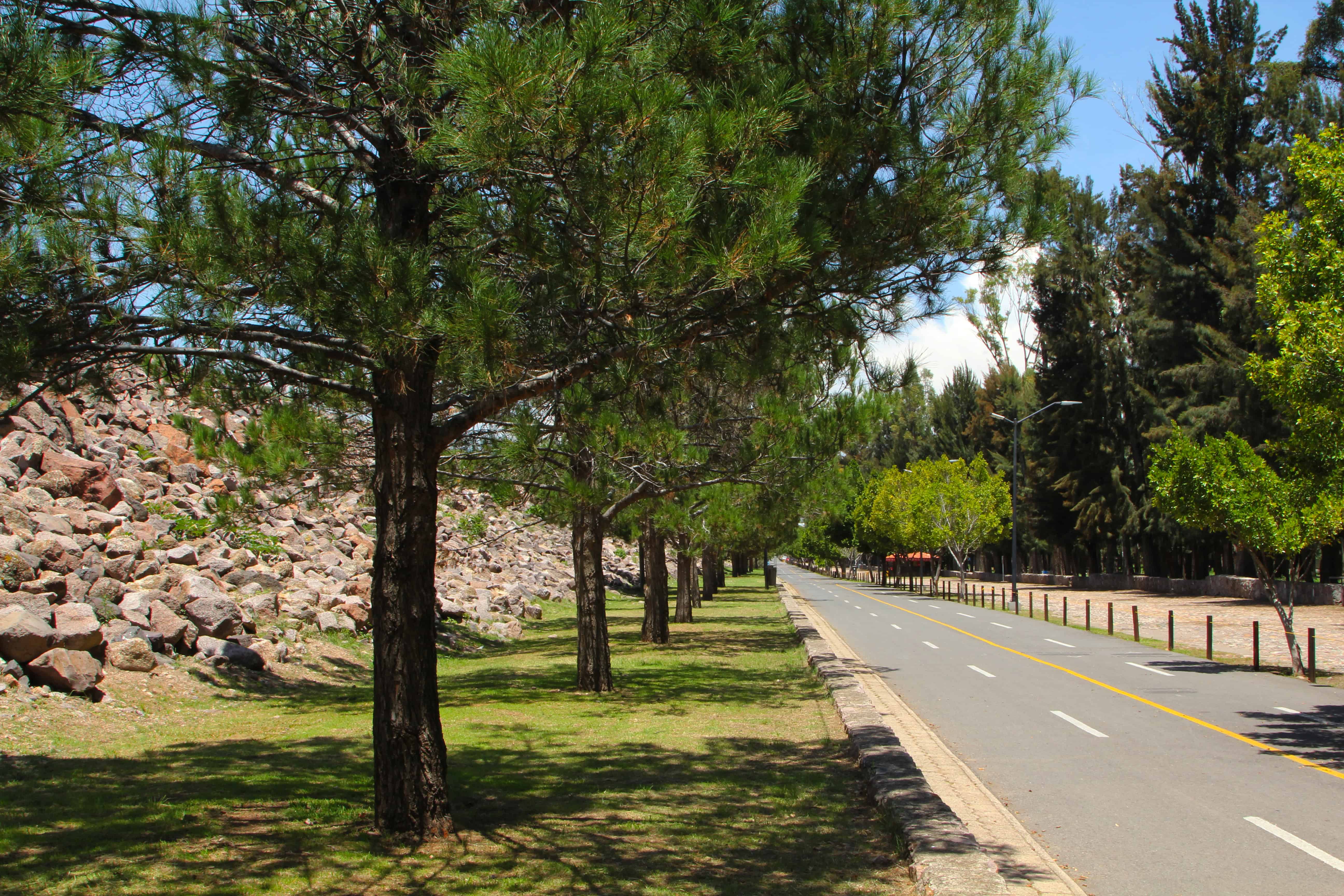 Árboles alineados en una calle de León, Guanajuato, con paisaje urbano y naturaleza, ideal para turismo y paseos en la ciudad.