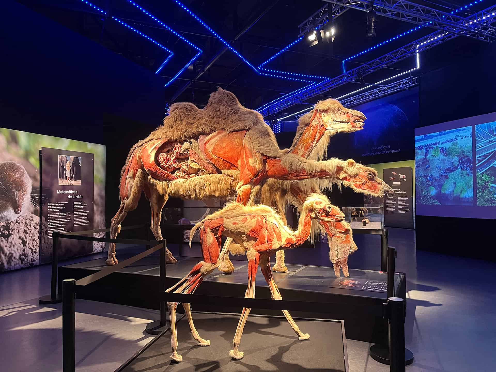 F&oacute;siles de dinosaurios en exhibici&oacute;n en un museo de historia natural, mostrando esqueletos y r&eacute;plicas en un entorno educativo.