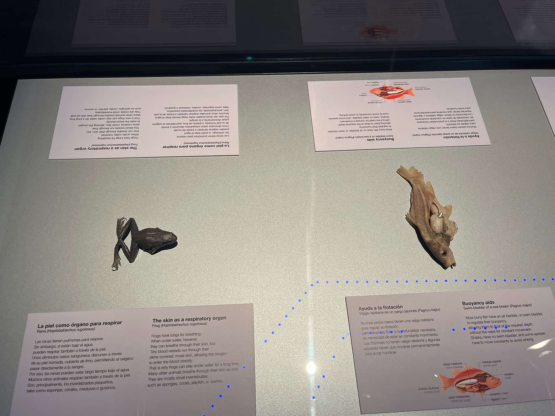 F&oacute;sil y &oacute;rgano respiratorio en exhibici&oacute;n en el Museo de Ciencias Naturales de Le&oacute;n, mostrando la historia de la vida y la an.