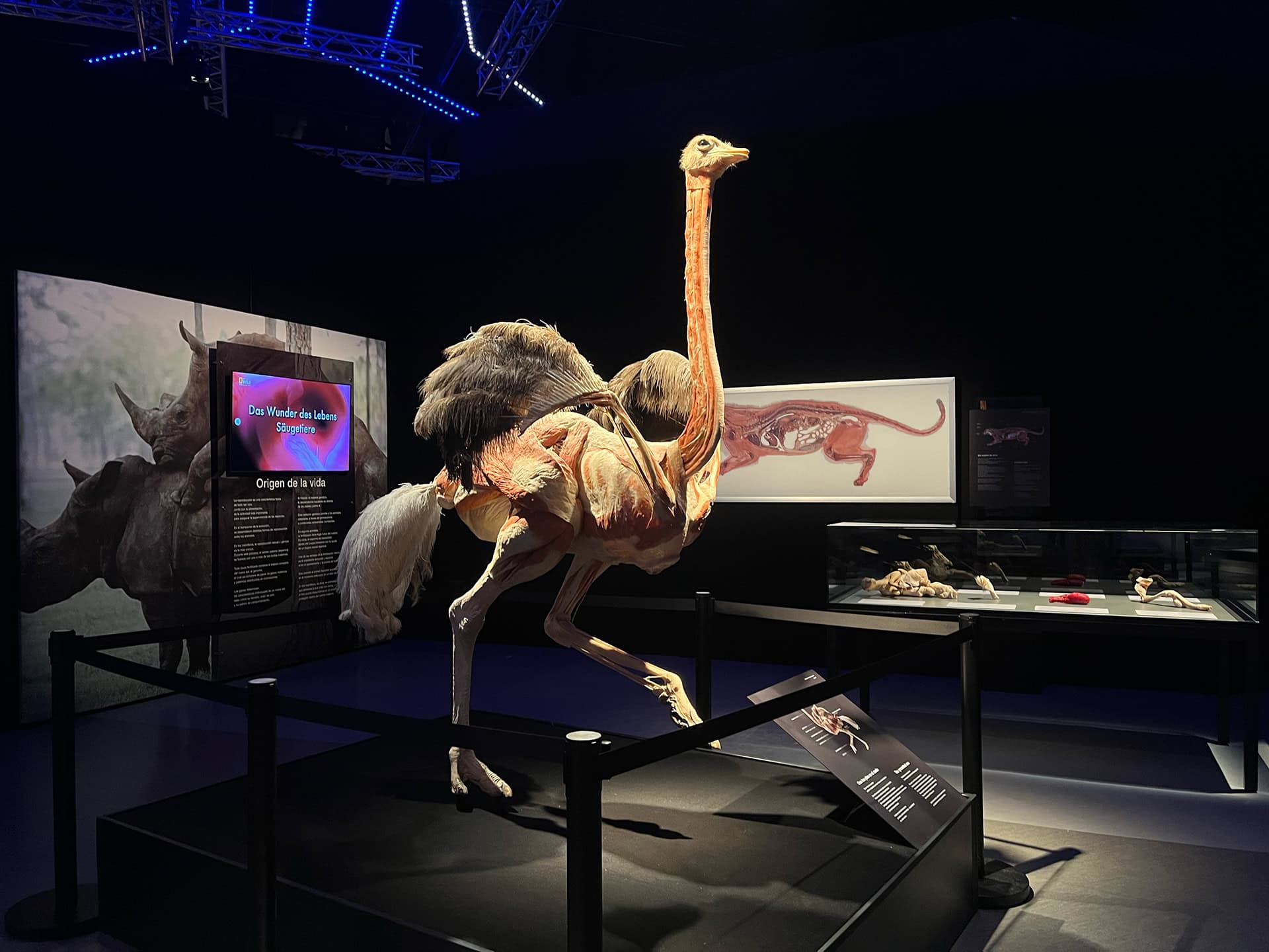 Pato prehist&oacute;rico en exhibici&oacute;n en museo con detalles anat&oacute;micos y f&oacute;siles en fondo oscuro, ideal para amantes de la paleonto.