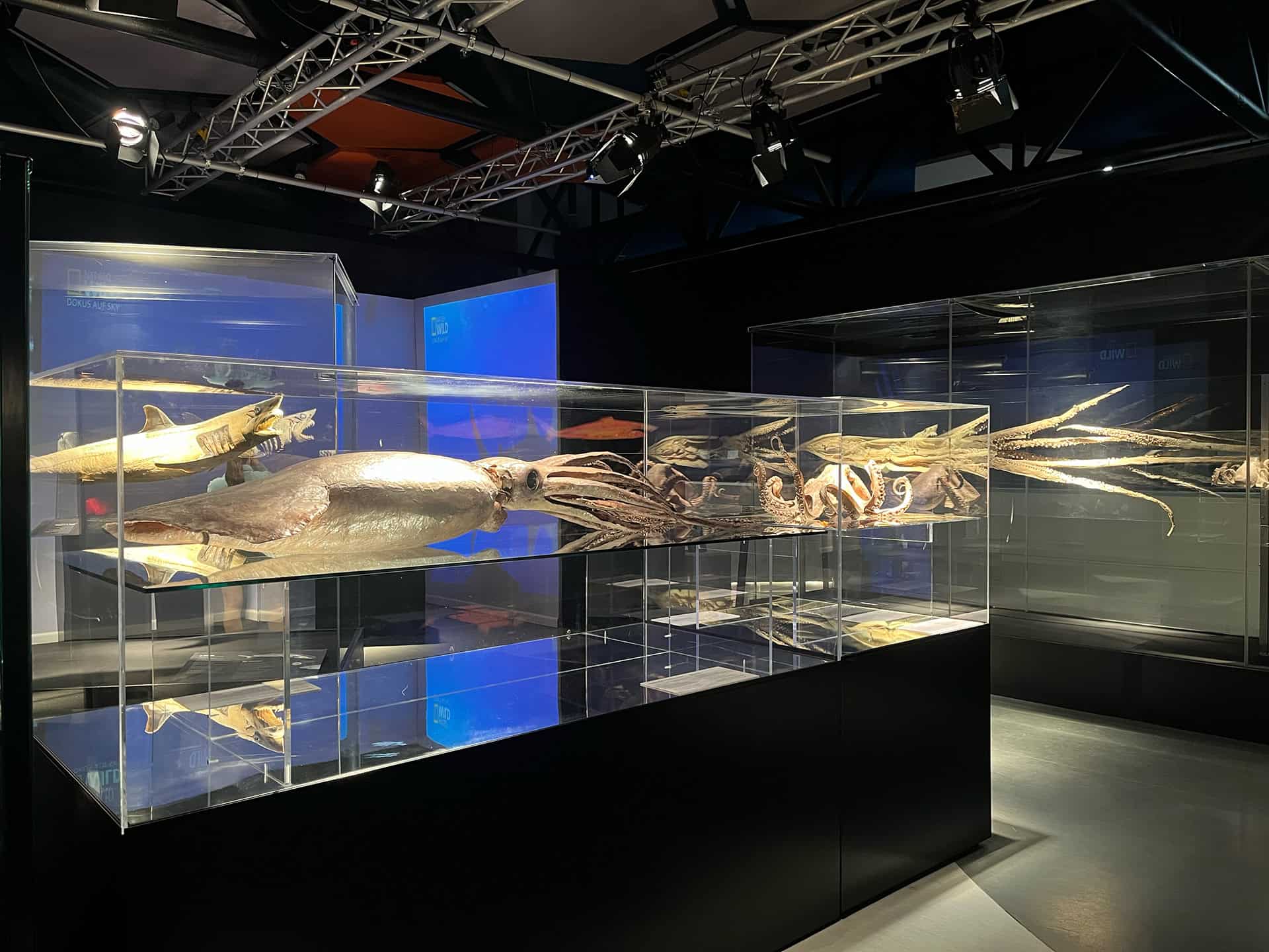 F&oacute;siles marinos en exhibici&oacute;n en un museo de Le&oacute;n, M&eacute;xico, con iluminaci&oacute;n moderna y vitrinas de vidrio que resaltan la antig.