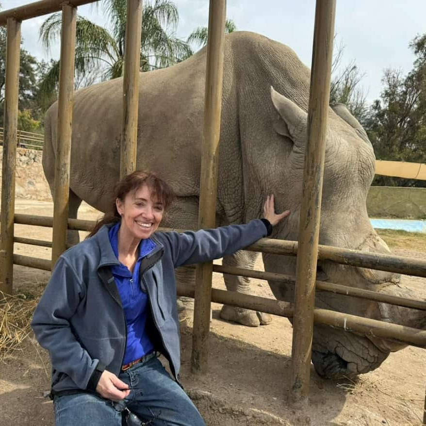 Tigre en cautiverio en zoológico de León, México, disfrutando de su espacio en un entorno natural y seguro.