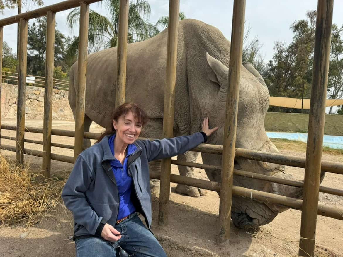 Tigre en cautiverio en zoológico de León, México, disfrutando de su espacio en un entorno natural y seguro.