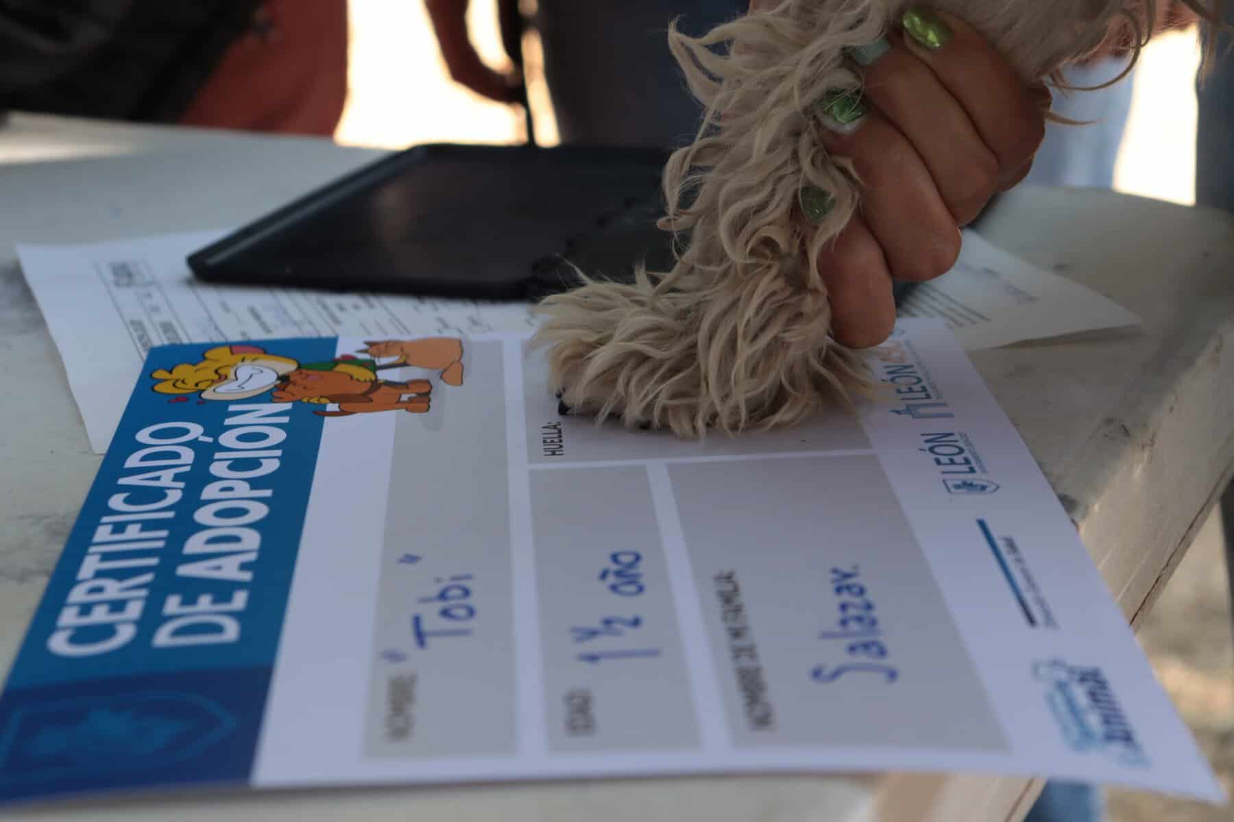 Certificado de adopci&oacute;n de mascotas en Le&oacute;n, M&eacute;xico, con firma y sello oficial, promoviendo la adopci&oacute;n responsable de animal.