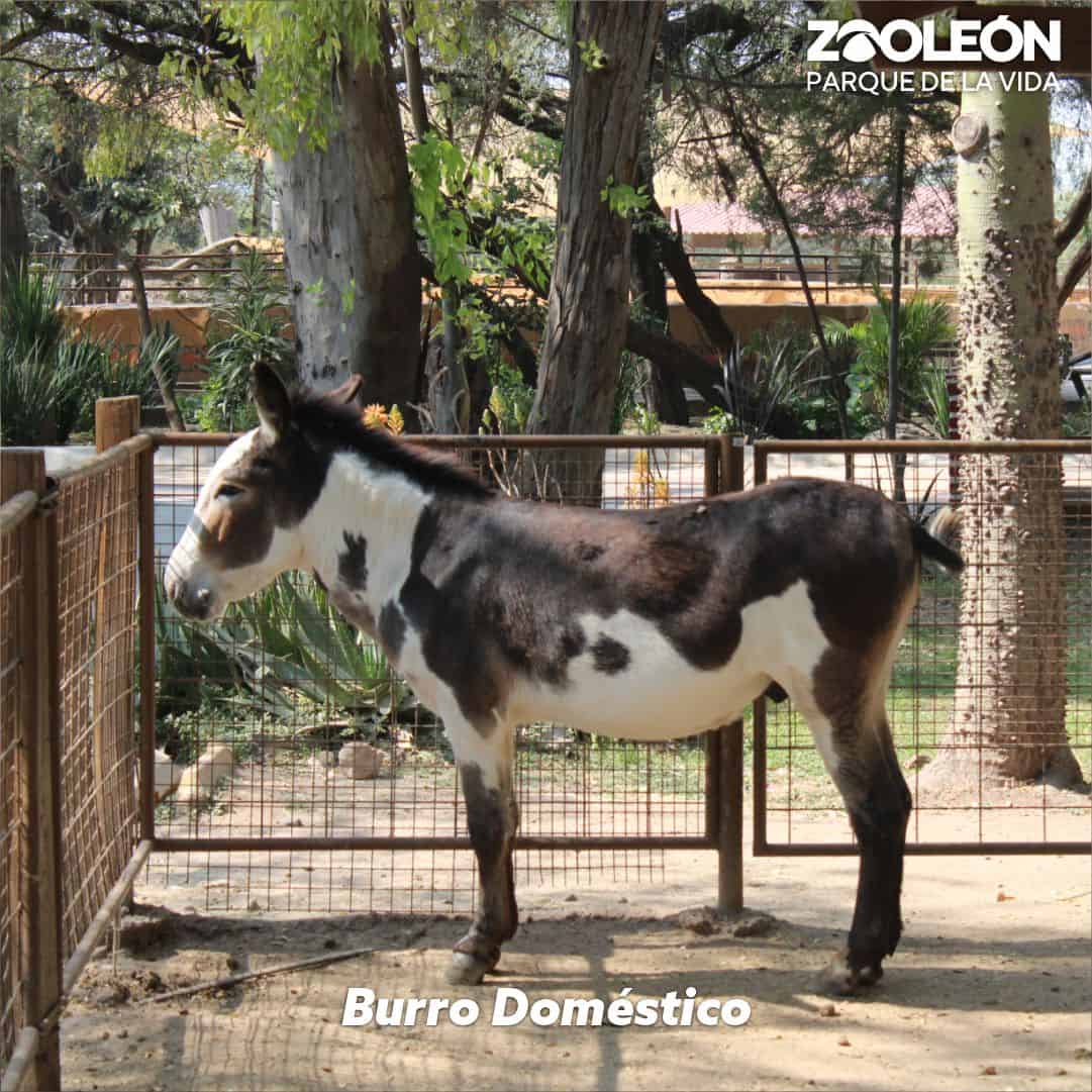 Burro dom&eacute;stico en zool&oacute;gico de Le&oacute;n, rodeado de naturaleza y &aacute;rboles, ideal para conectar con la vida y la fauna local.