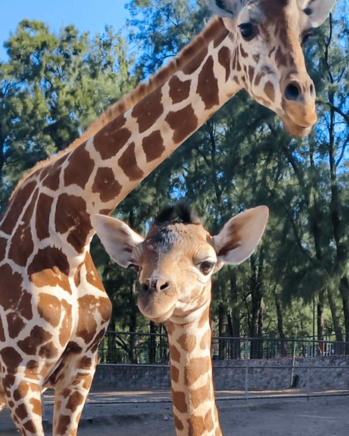 Jirafa reticulada bebé en Zooleón, nacida recientemente, exhibe su hermoso patrón de manchas en un entorno natural del zoológ.