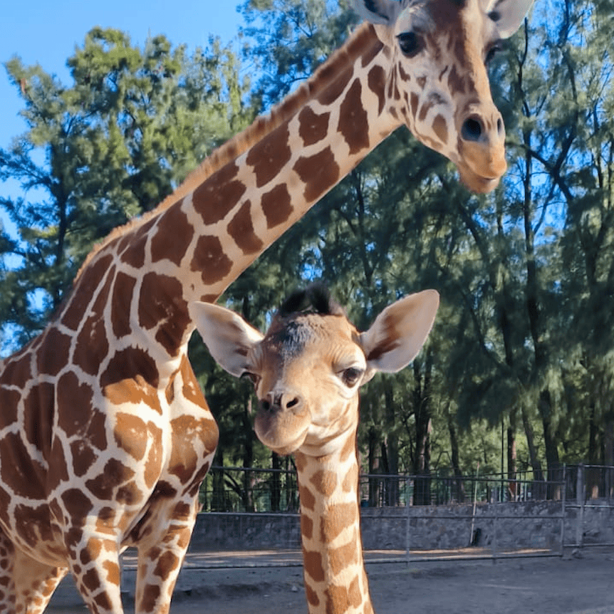Jirafa reticulada bebé en Zooleón, nacida recientemente, exhibe su hermoso patrón de manchas en un entorno natural del zoológ.