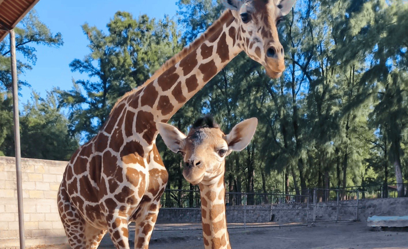 Jirafa reticulada bebé en Zooleón, nacida recientemente, exhibe su hermoso patrón de manchas en un entorno natural del zoológ.
