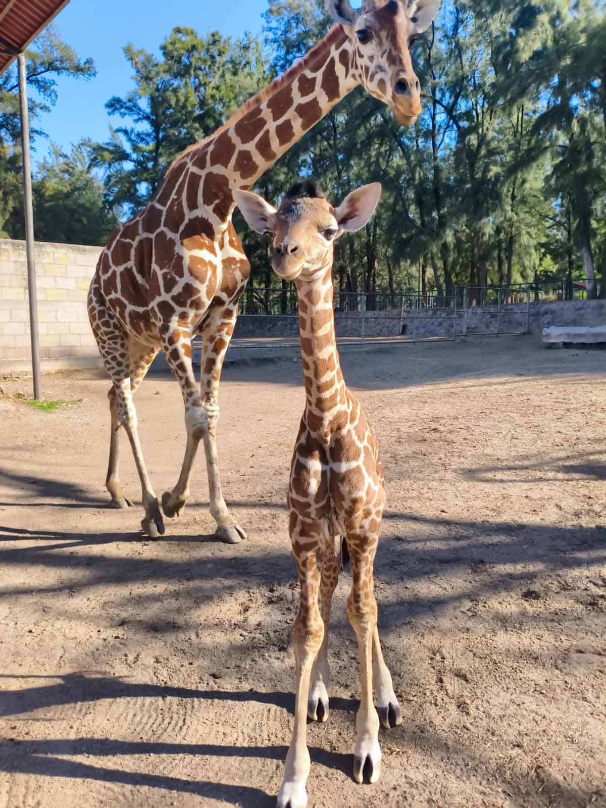Jirafa reticulada joven en Zoole&oacute;n, exhibiendo su patr&oacute;n &uacute;nico y belleza en un entorno natural del zool&oacute;gico.