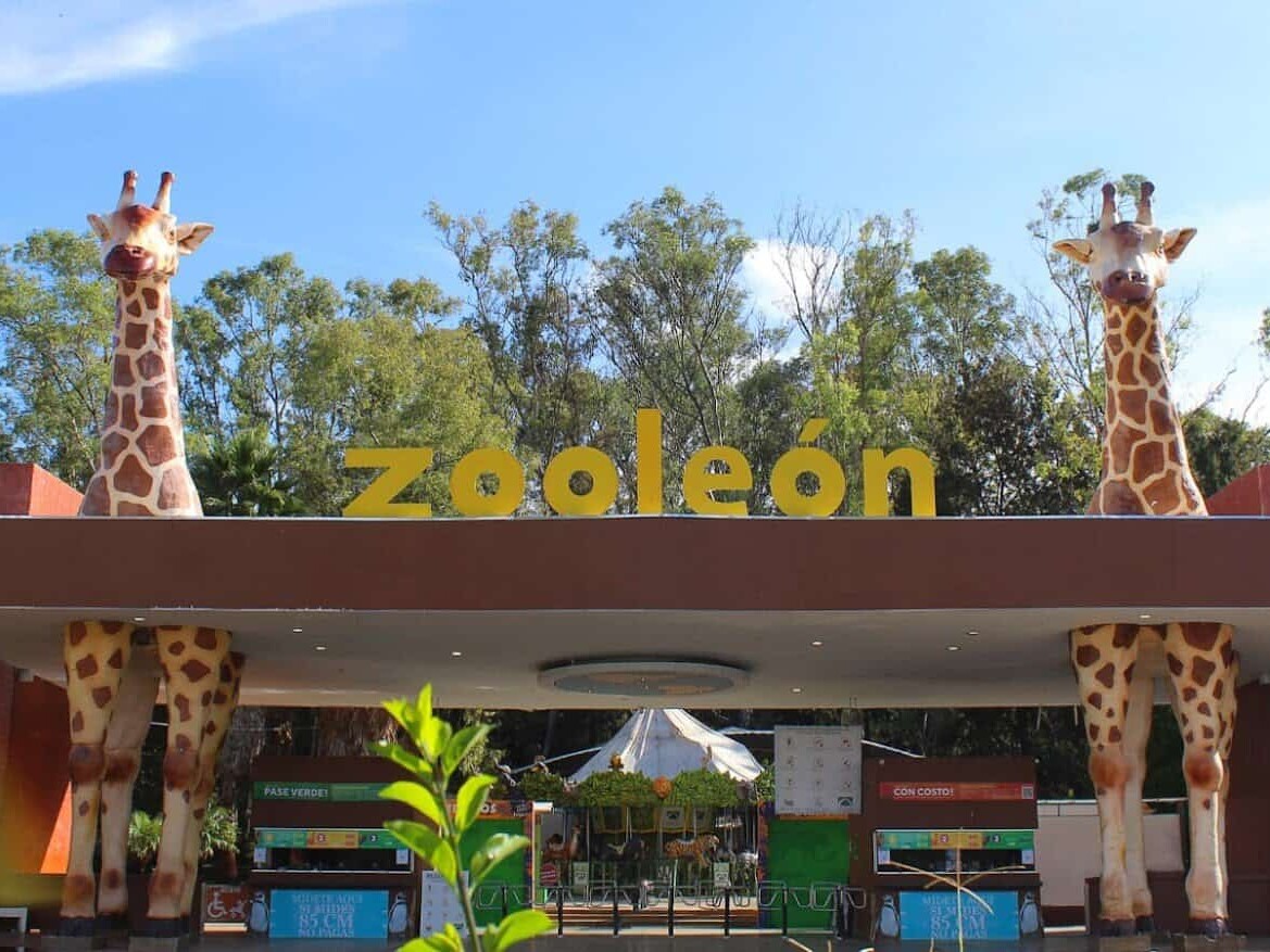 Entrada principal de ZooLeón con dos jirafas de tamaño real a la entrada, creando un ambiente acogedor y lleno de vida para l.