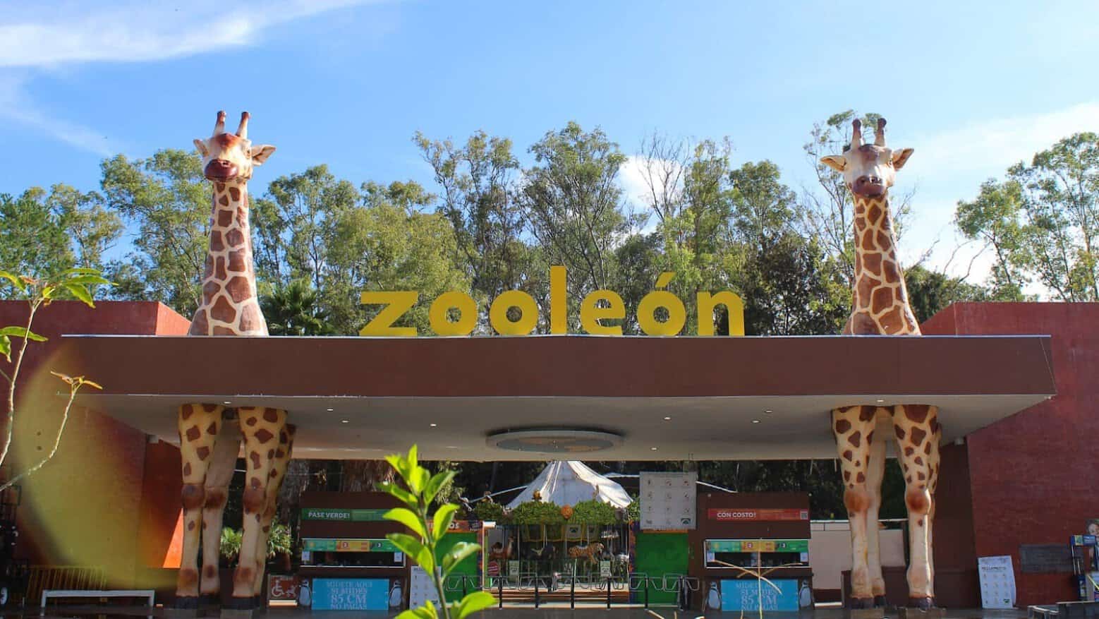 Entrada principal de ZooLeón con dos jirafas de tamaño real a la entrada, creando un ambiente acogedor y lleno de vida para l.