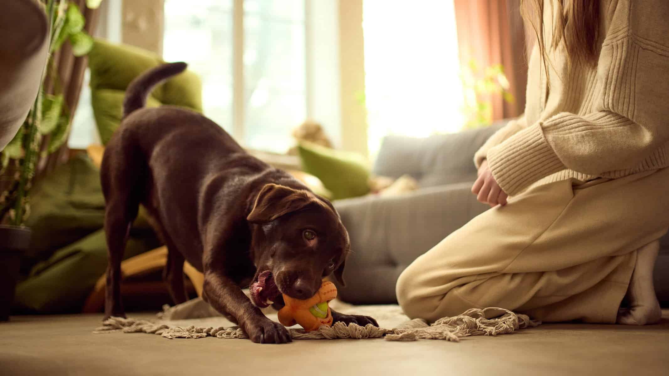 Perro de raza labrador jugando con su due&ntilde;o en un ambiente acogedor y familiar en Le&oacute;n, Guanajuato, M&eacute;xico.