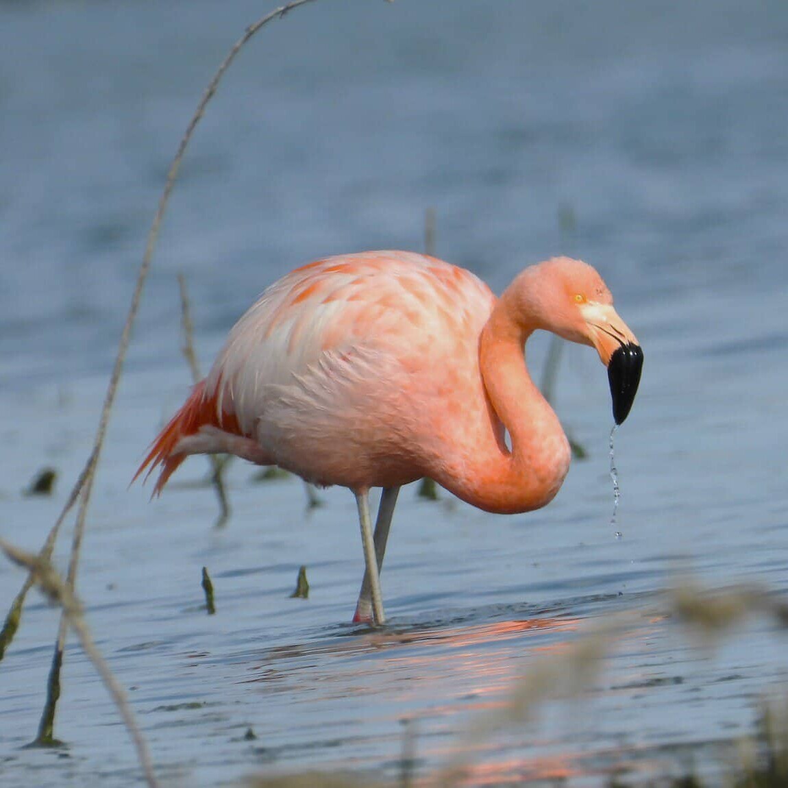 Flamenco rosado en laguna de agua dulce en León, México, con agua tranquila y vegetación acuática.