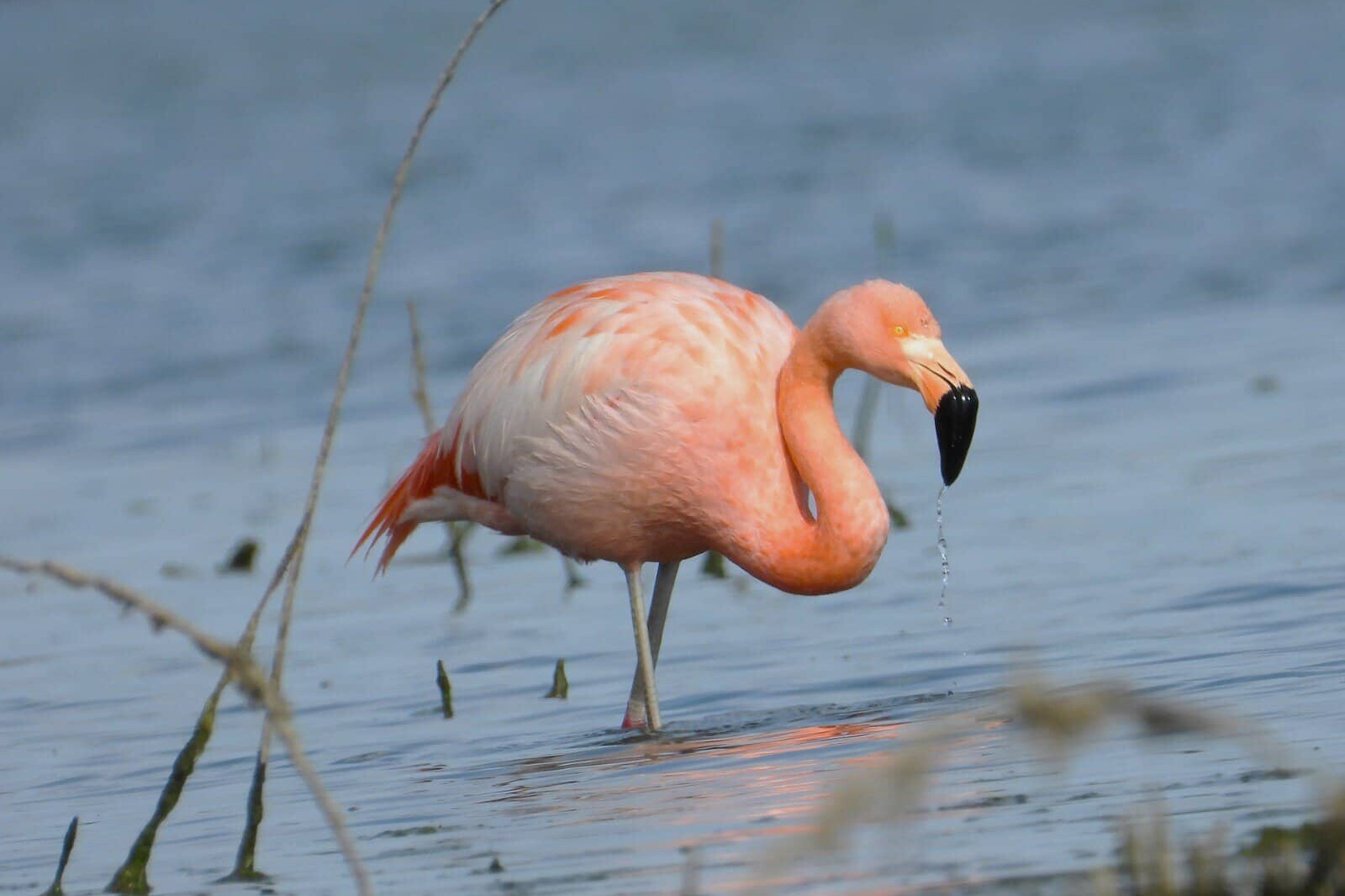 Flamenco rosado en laguna de agua dulce en León, México, con agua tranquila y vegetación acuática.