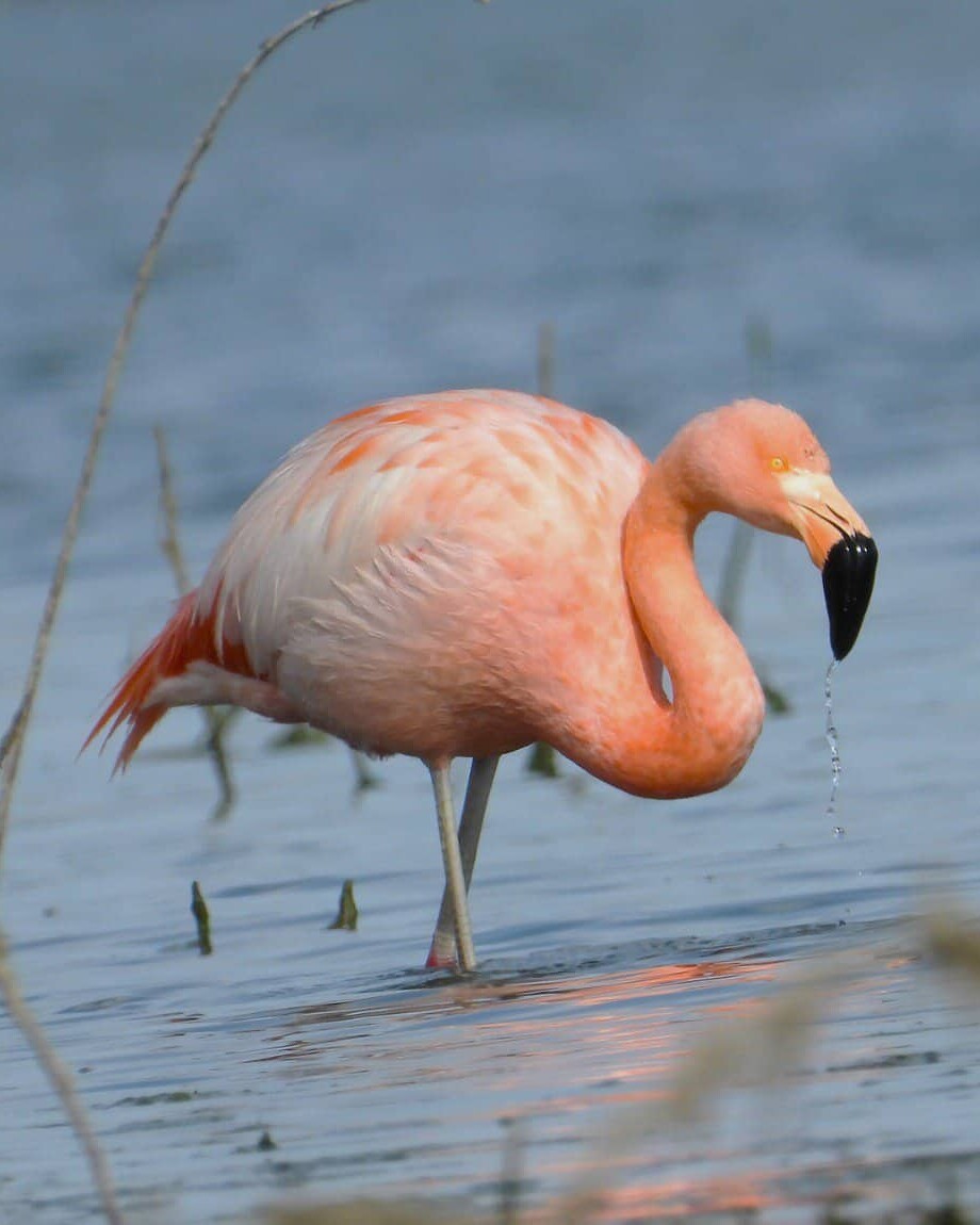 Flamenco rosado en laguna de agua dulce en León, México, con agua tranquila y vegetación acuática.