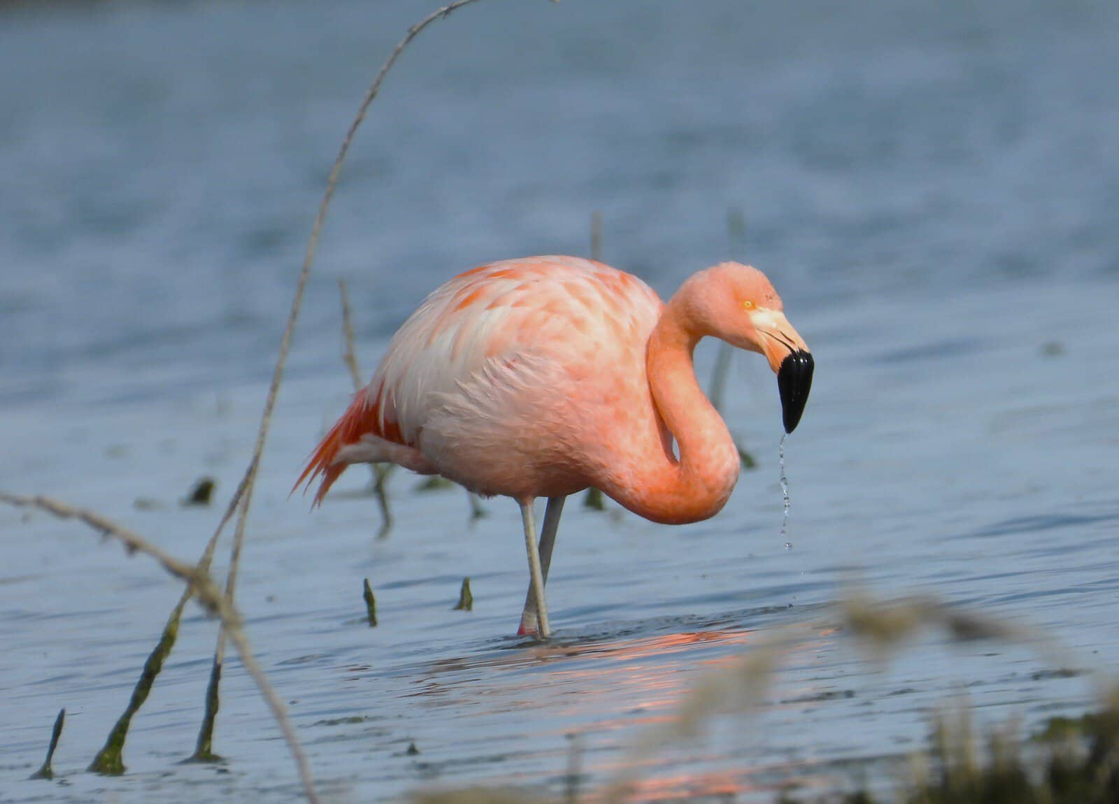 Flamenco rosado en laguna de agua dulce en Le&oacute;n, M&eacute;xico, con agua tranquila y vegetaci&oacute;n acu&aacute;tica.