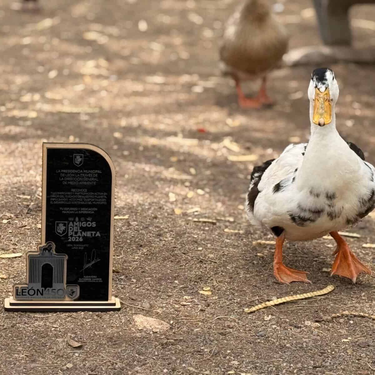 Pato en un zoológico de León, mostrando su plumaje blanco y negro y patas anaranjadas en un entorno natural.