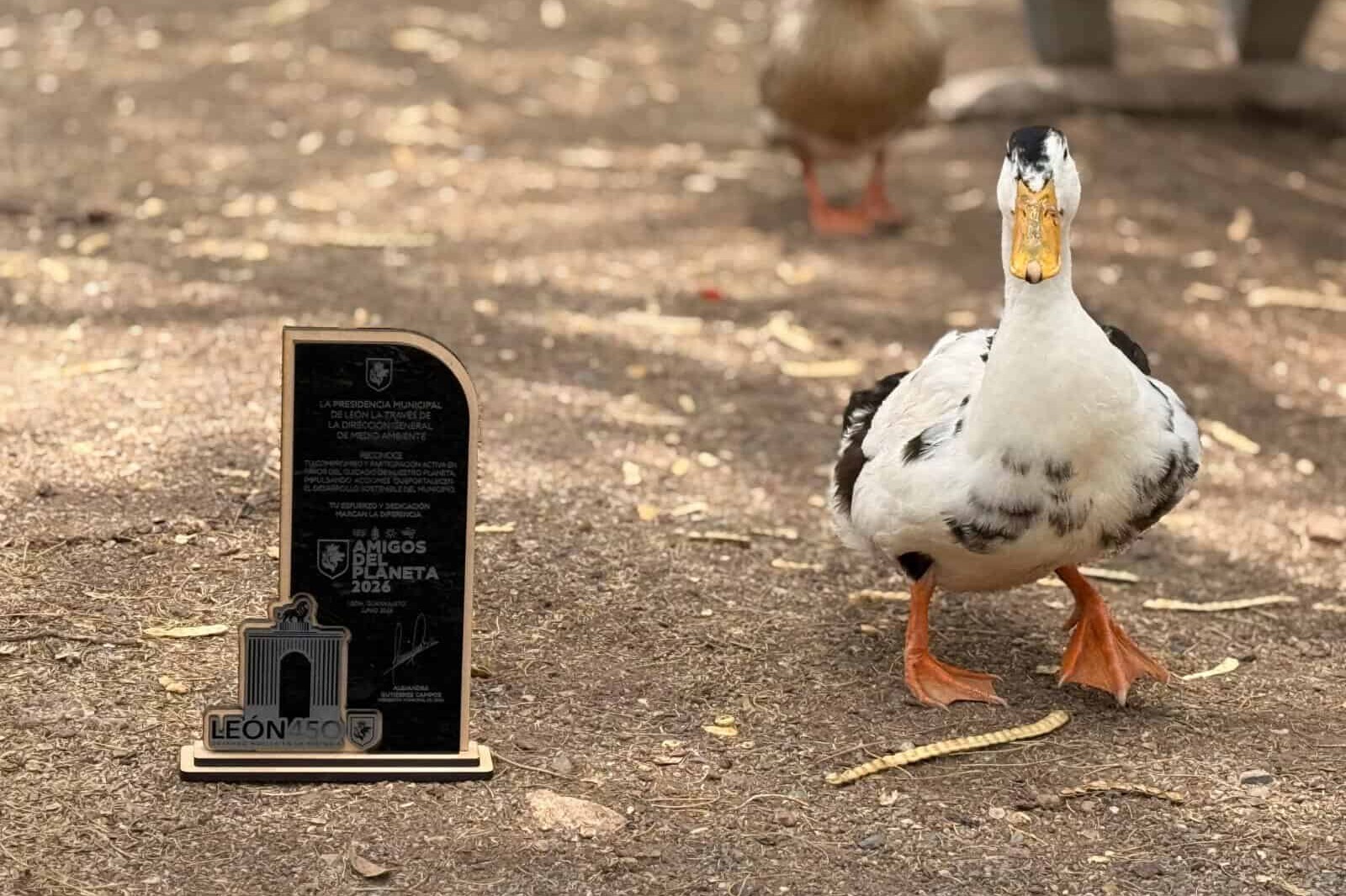 Pato en un zoológico de León, mostrando su plumaje blanco y negro y patas anaranjadas en un entorno natural.