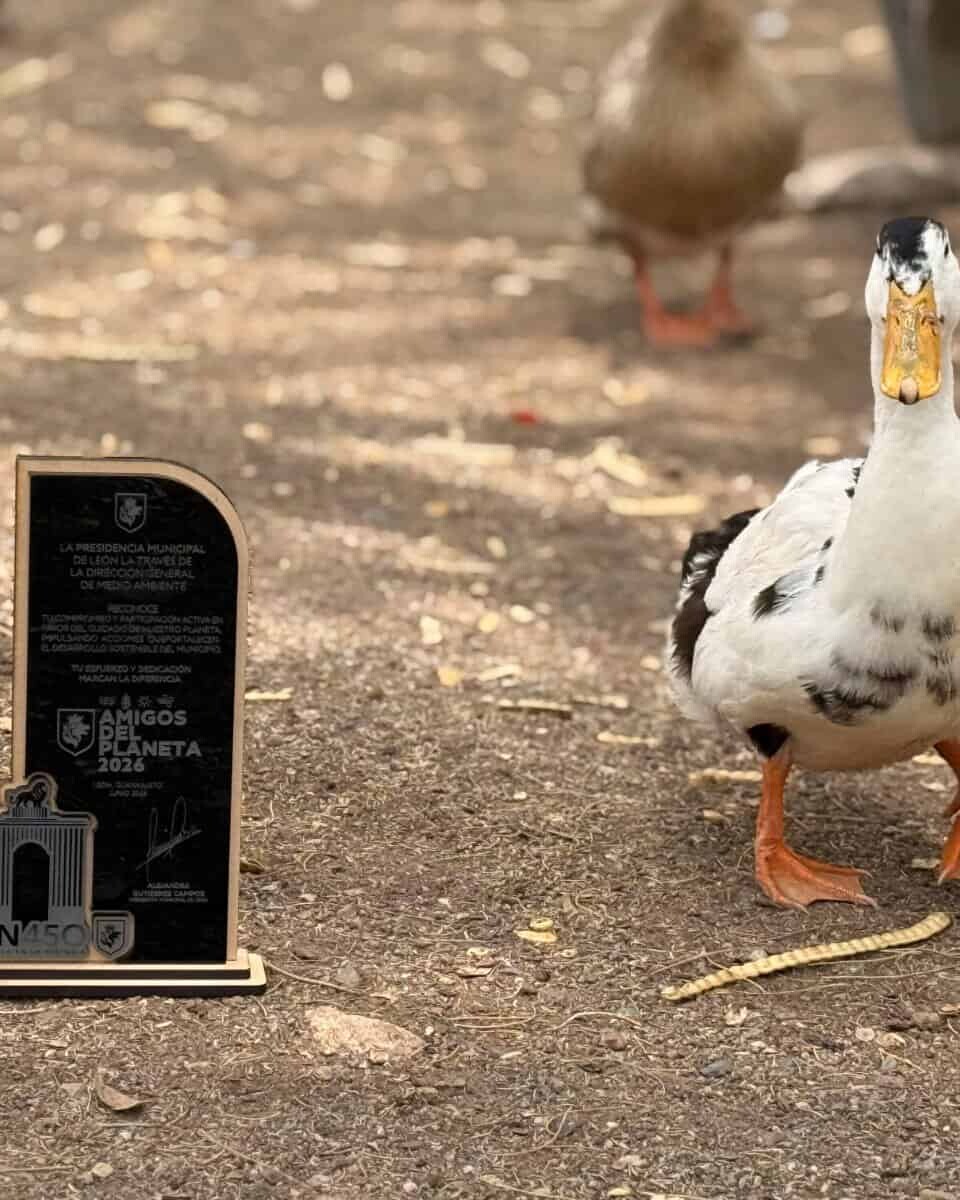 Pato en un zoológico de León, mostrando su plumaje blanco y negro y patas anaranjadas en un entorno natural.