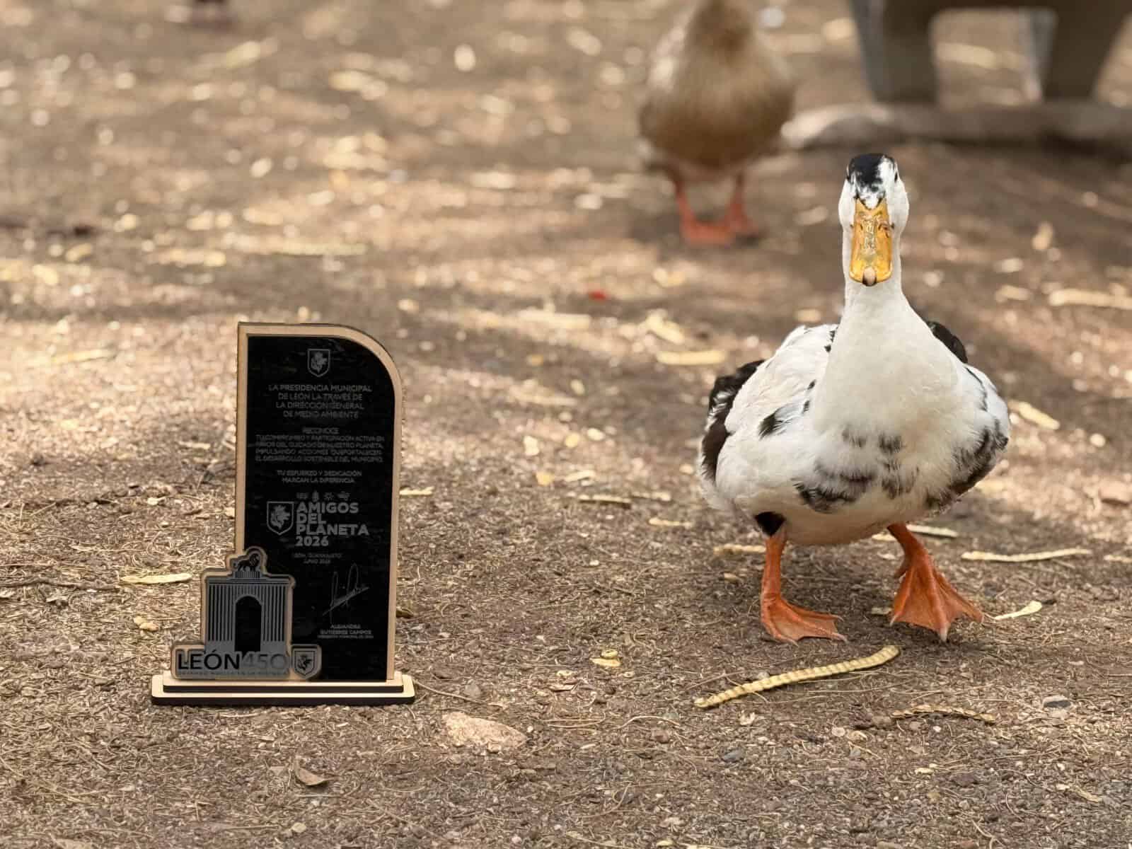 Pato en un zoológico de León, mostrando su plumaje blanco y negro y patas anaranjadas en un entorno natural.