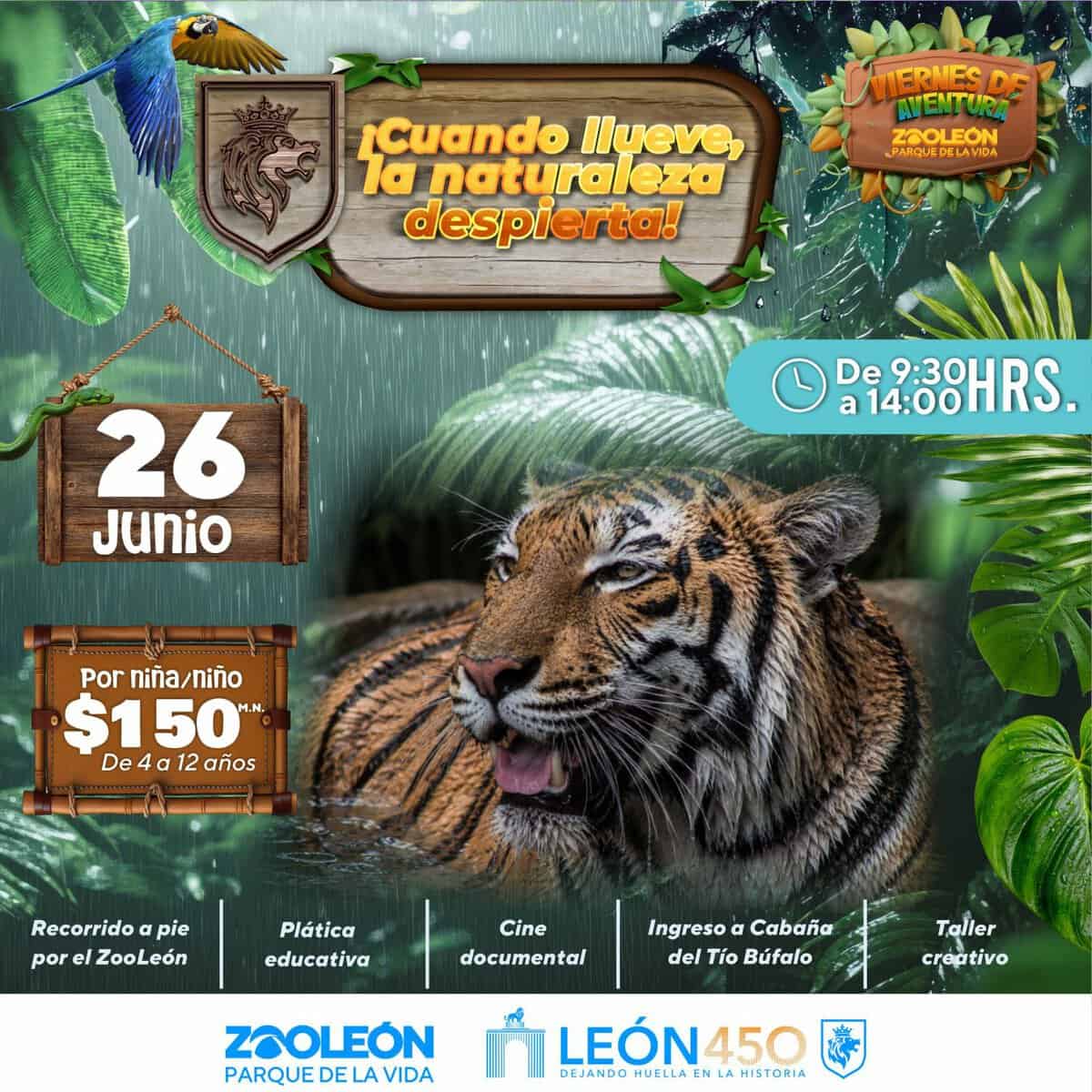 Tigre en el zoológico de León, una experiencia educativa y emocionante para niños y adultos.