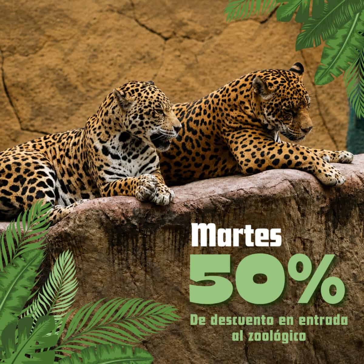 Leopardo en zoológico de León con promoción del 50% de descuento en entrada.